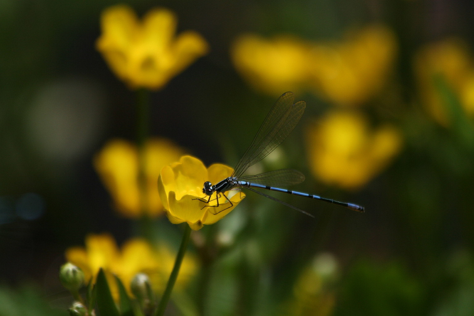 Coenagrion puella?